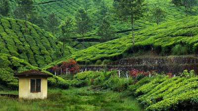 tea-garden Images